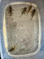 Leopard Frog Pleco l134