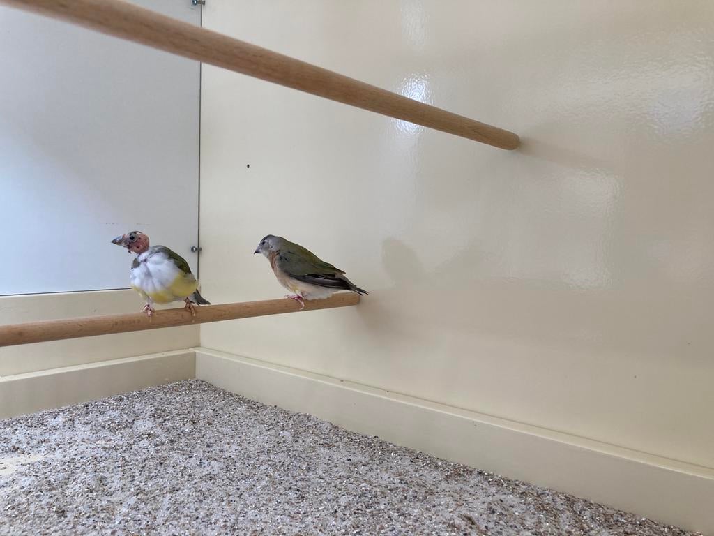 Koppeltje gouldamadine, Dieren en Toebehoren, Vogels | Overige Vogels, Meerdere dieren, Tropenvogel, Geringd