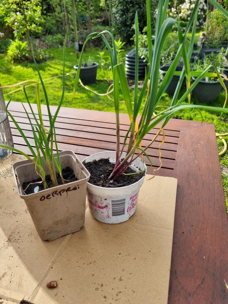 Oerprei stekjes te koop, Ophalen, Eenjarig, Groenteplanten, Volle zon