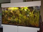 Aquarium Juwel 125 liter met plant/vis, Ophalen, Gebruikt, Gevuld zoetwateraquarium