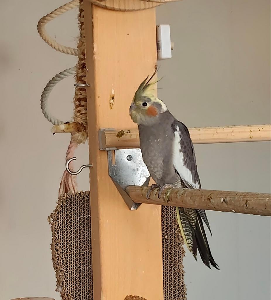 Jonge valkparkieten, Meerdere dieren, Parkiet, Geringd