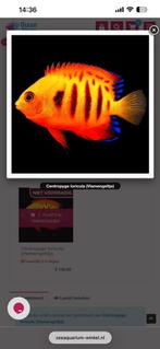 Zeeaquarium Centropyge Loricula, Overige typen