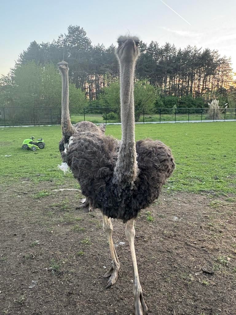 Koppen struisvogels, Meerdere dieren