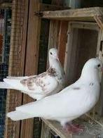 Sierduiven en Postduiven., Dieren en Toebehoren, Meerdere dieren, Overige soorten