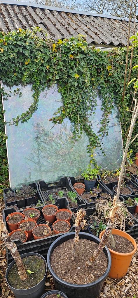 Groot raam, dubbel glas., Ophalen, Gebruikt, Gevelraam of Ruit