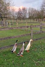 Te koop loopeenden, Dieren en Toebehoren, Mannelijk, Eend