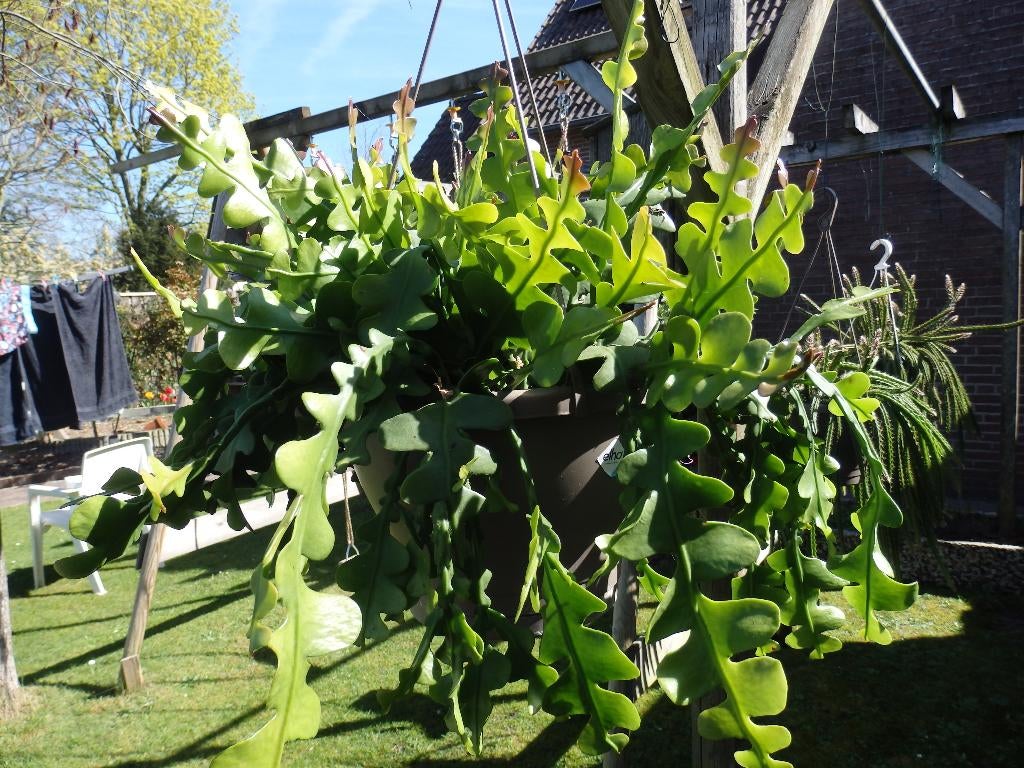 Mooie grote zaagcactus, Ophalen, Halfschaduw, Minder dan 100 cm, In pot