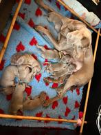 Prachtige weimaraner pups, HCC (leverziekte), Overige rassen, 8 tot 15 weken, Meerdere