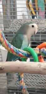 TE KOOP; ROSEICOLLIS AGAPORNIS DWERGPAPEGAAI MAN, Mannelijk, Dwergpapegaai of Agapornis, Geringd