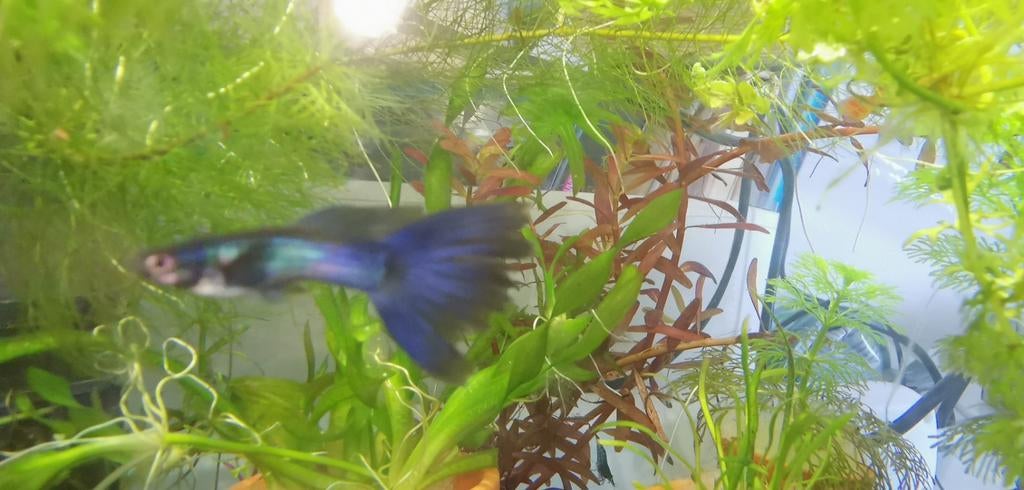 4 vissen, Dieren en Toebehoren, Vissen | Aquariumvissen, Vis