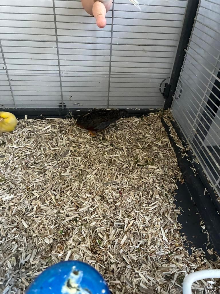 Chinees kwartelhaantje, Mannelijk