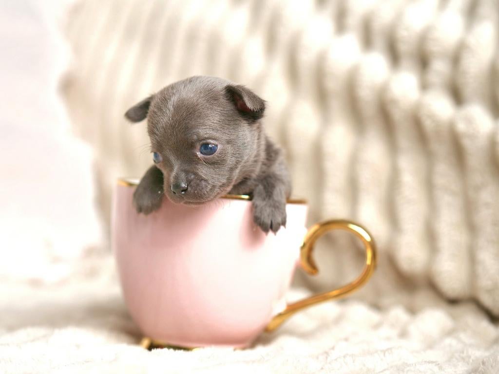 🌸 T-cup chihuahua teefje (502 gr.) Pup puppy 7 weken 🌸, 8 tot 15 weken, Teef, Parvo, Meerdere