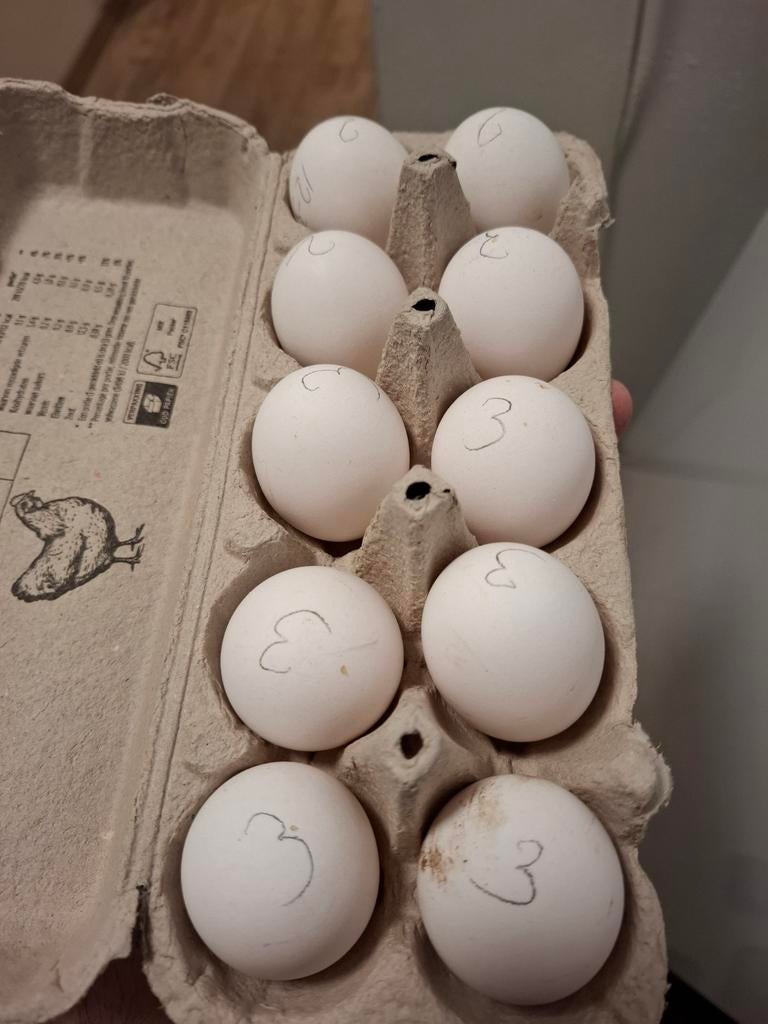 Groninger Meeuw broedeieren, Dieren en Toebehoren, Pluimvee, Geslacht onbekend, Kip