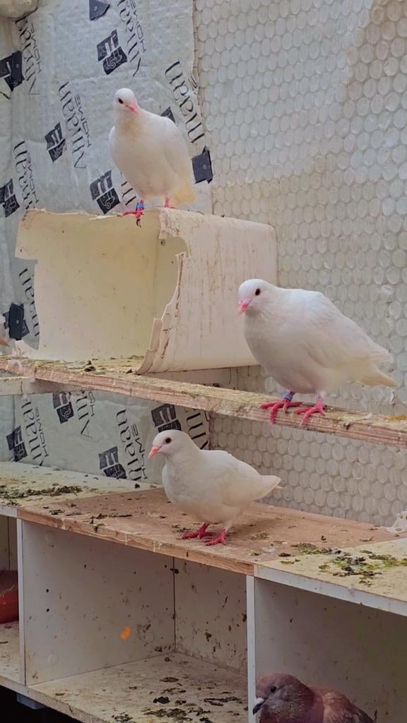 Duiven te koop, Meerdere dieren