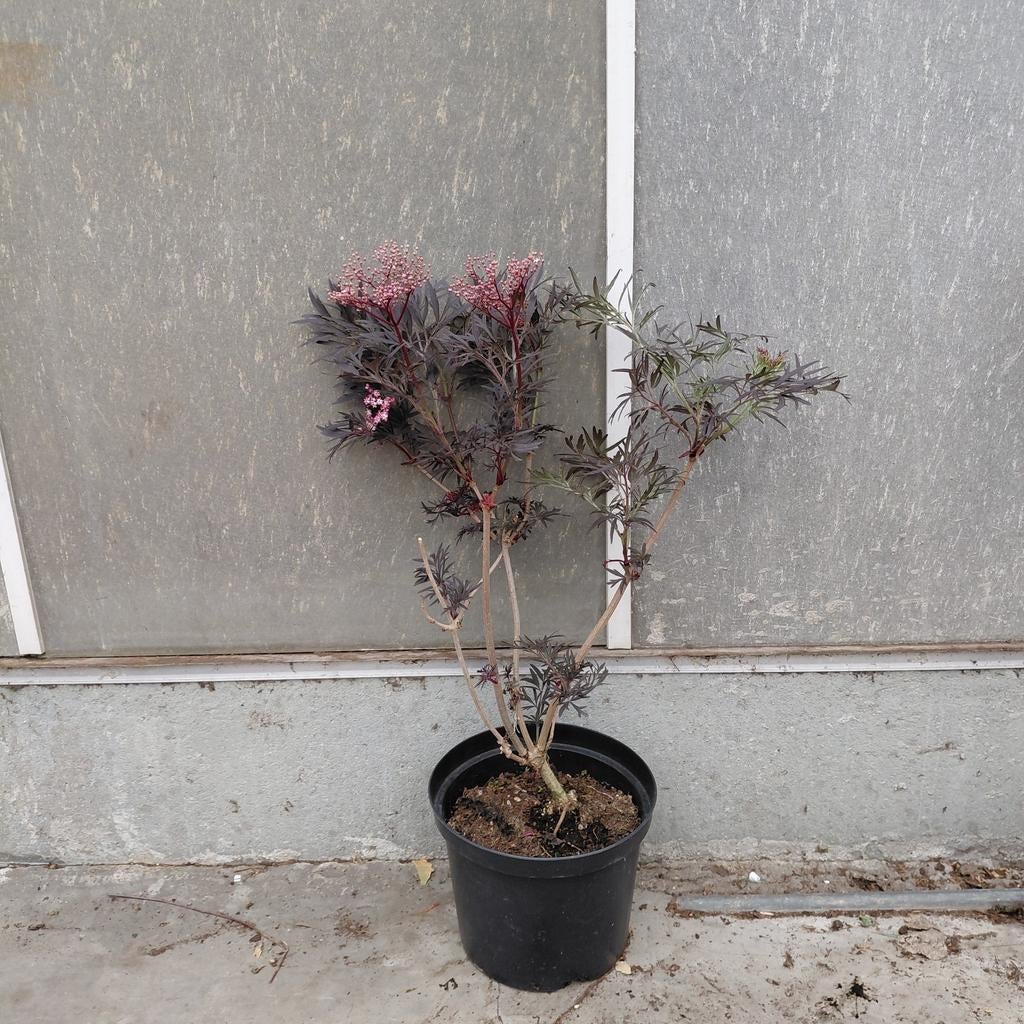 Zwarte vlier | Sambucus 'Black lace', Ophalen of Verzenden, -, -, -