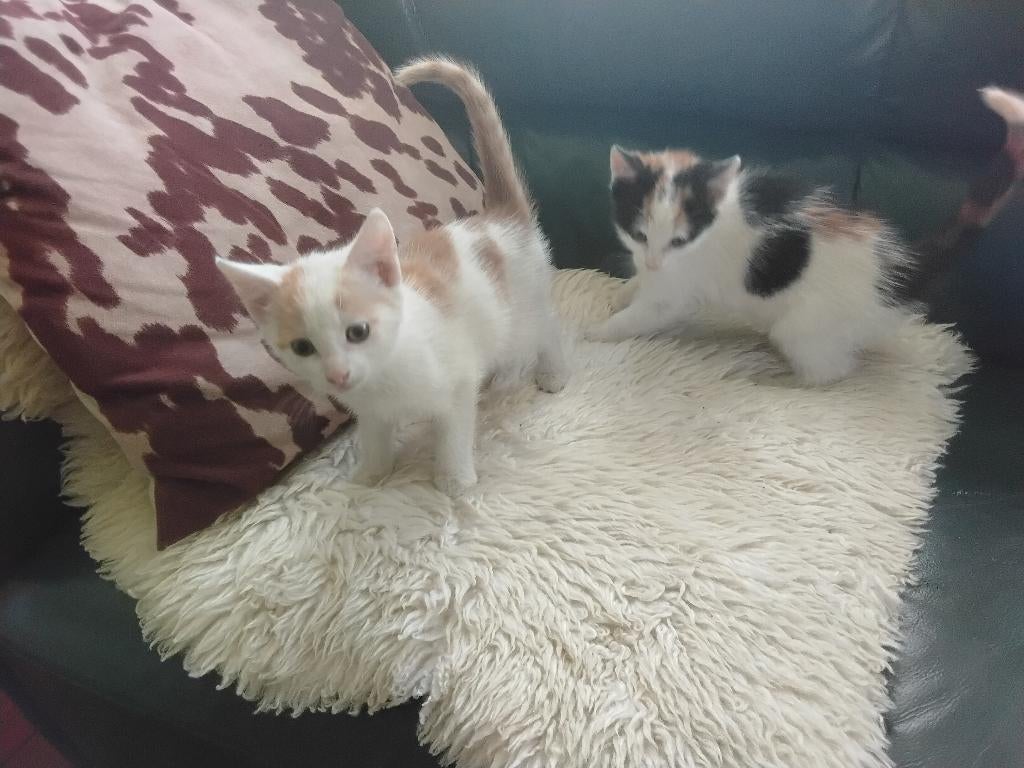 Super leuke kittens, Poes, Ontwormd, 0 tot 2 jaar