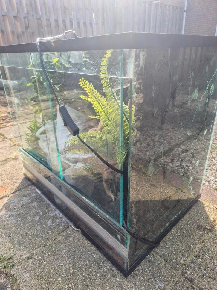 Leuk terrarium met alle toebehoren voor een Koningspython Ball Python - unknown for sale from Joren Hendrikx