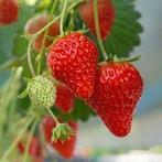 Aardbei - Fragaria anannans white/roze, Tuin en Terras, Planten | Tuinplanten, Ophalen of Verzenden, Vaste plant, Overige soorten