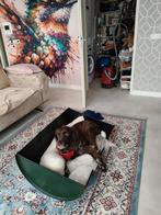 Olievat aparte honden mand, Ophalen of Verzenden, Overige