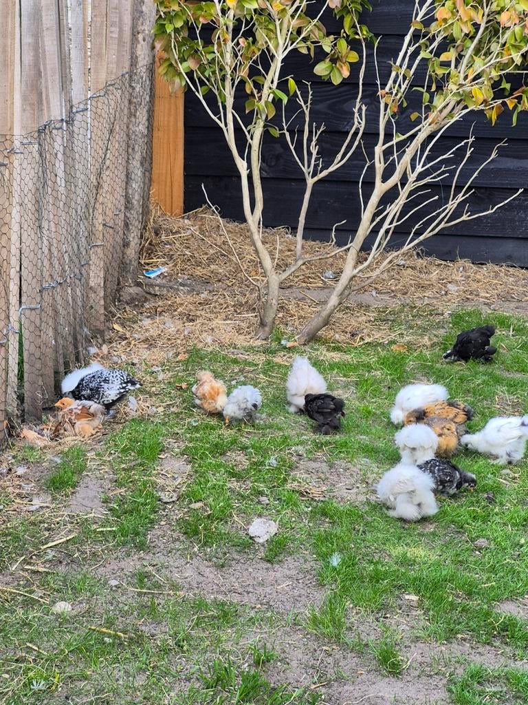 Cochins, zijdehoenders, uilebaard kriel, Dieren en Toebehoren, Pluimvee, Geslacht onbekend, Kip