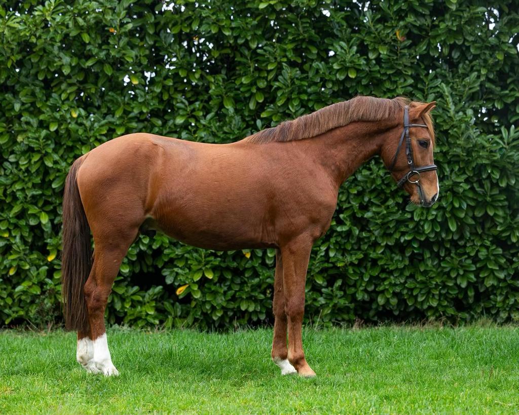 New forest hengst te koop, Dieren en Toebehoren, Pony's, Met stamboom, B, Springpony, Hengst