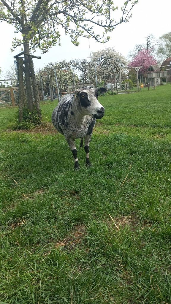 Wol Breien Haken Vilt Scheerwol Moestuin isolatie, Hobby en Vrije tijd, Breien en Haken, Ophalen, Nieuw, Breien of Haken, Wol of Garen
