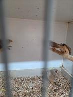 Oranje zebravinken, Dieren en Toebehoren, Vogels | Overige Vogels, Meerdere dieren