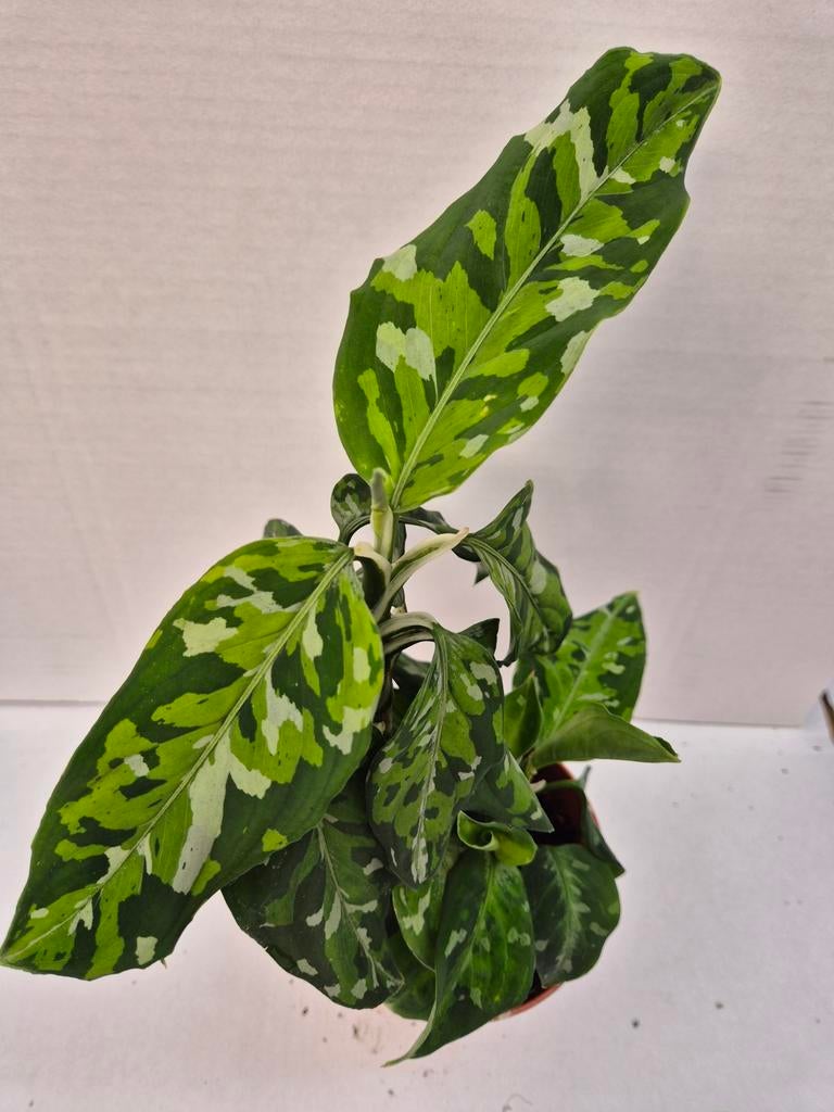Aglaonema Pictum Tricolor p12 (4)