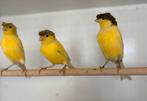 Te koop Duitse kuif kanaries, Mannelijk, Kleurkanarie