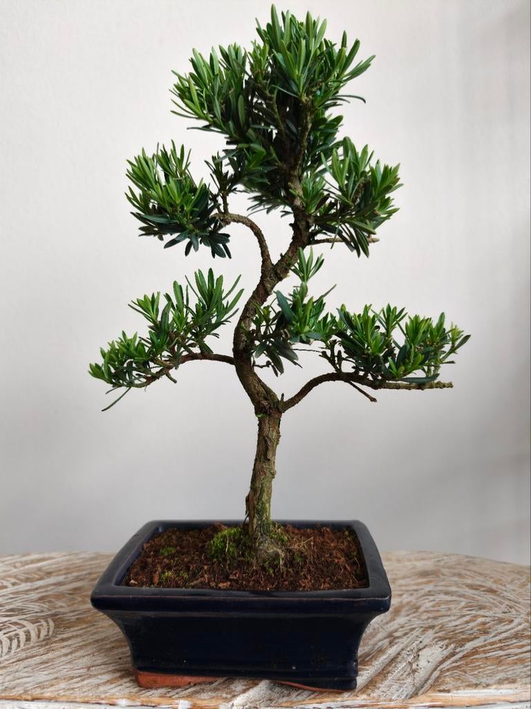 Podocarpus bonsai, Bloeit niet, Halfschaduw, Minder dan 100 cm, Overige soorten