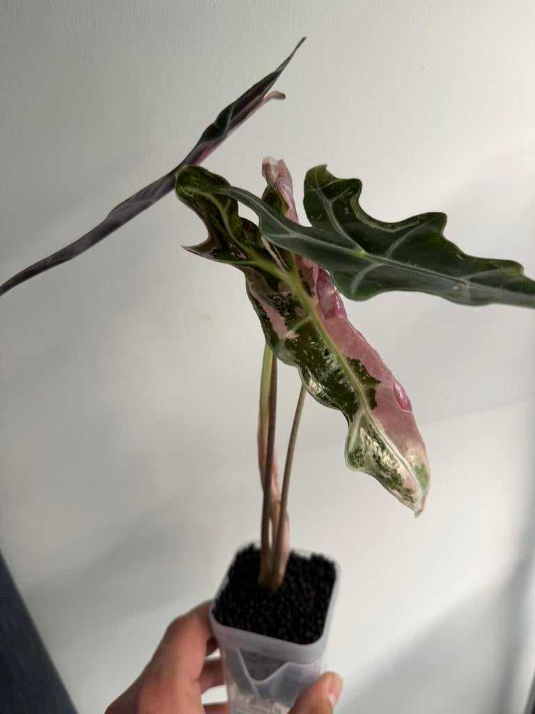 Alocasia Pink Nobilis Corm, Ophalen of Verzenden, Halfschaduw, Minder dan 100 cm