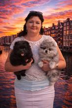 Pomeriaan puppy’s  reutjes, Parvo, 8 tot 15 weken, Meerdere, Nederland