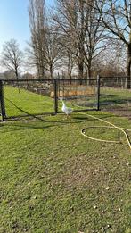 Man chineese knobbel gans/ overjarige 2 j, Dieren en Toebehoren, Pluimvee, Mannelijk, Gans of Zwaan