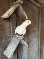 Twee Syrische Duiven, Dieren en Toebehoren, Meerdere dieren, Overige soorten