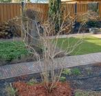 Sering Wit, Volle zon, Lente, 100 tot 250 cm, Overige soorten