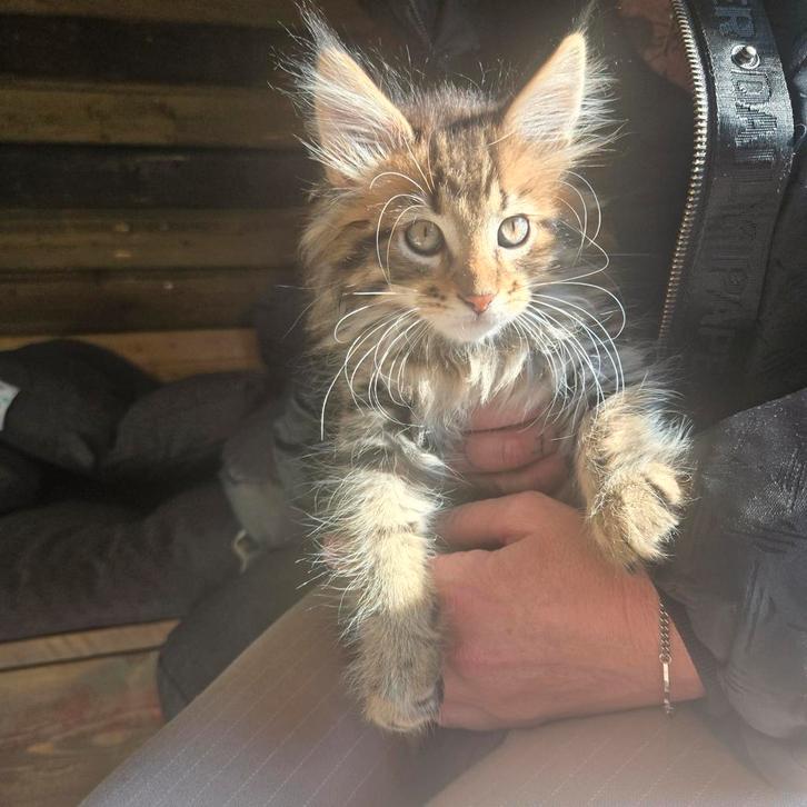 Mainecoon nestje, Dieren en Toebehoren, Katten en Kittens | Raskatten | Langhaar, Meerdere dieren
