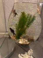 2 sluierstaart vissen, Ophalen, Zo goed als nieuw