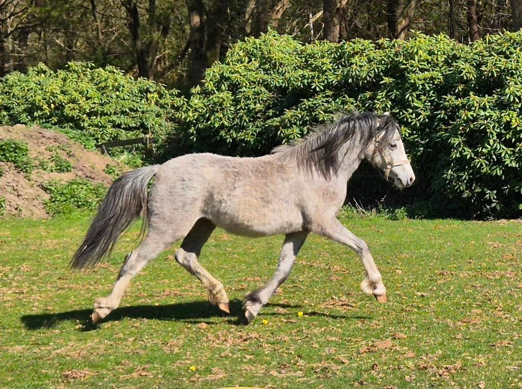 Super vrolijke Welsh A merrie, Dieren en Toebehoren, Pony's, Merrie, B pony (1.17m tot 1.27m), Met stamboom, 0 tot 2 jaar