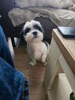 Boomer, Dieren en Toebehoren, HCC (leverziekte), 8 tot 15 weken, Eén hond, Nederland