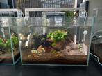 aquarium met garnalen mix, Dieren en Toebehoren, Ophalen, Gebruikt, Gevuld zoetwateraquarium