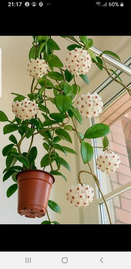 HOYA huiskamerplant klimplant, Huis en Inrichting, Kamerplanten, Ophalen of Verzenden, Halfschaduw, Minder dan 100 cm