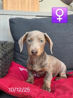 mooie korthaar teckel pups, België, 15 weken tot 1 jaar, Korthaar, Dwerg