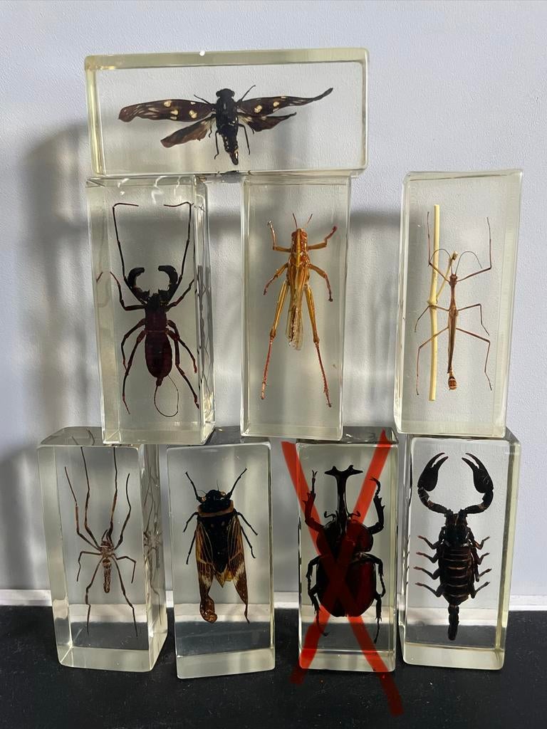 Insecten in hars, plus boekjes, Verzamelen, Dierenverzamelingen, Gebruikt, Ophalen of Verzenden