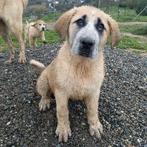 ACE: Escar, een brave ziel, groot en sterk, Particulier, 8 tot 15 weken, Buitenland, Parvo