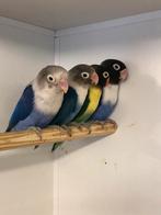 1x1 fischeri, Meerdere dieren, Dwergpapegaai of Agapornis