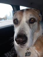 hondenmand riet, Dieren en Toebehoren, Hondenmanden, Ophalen, Zo goed als nieuw, Riet