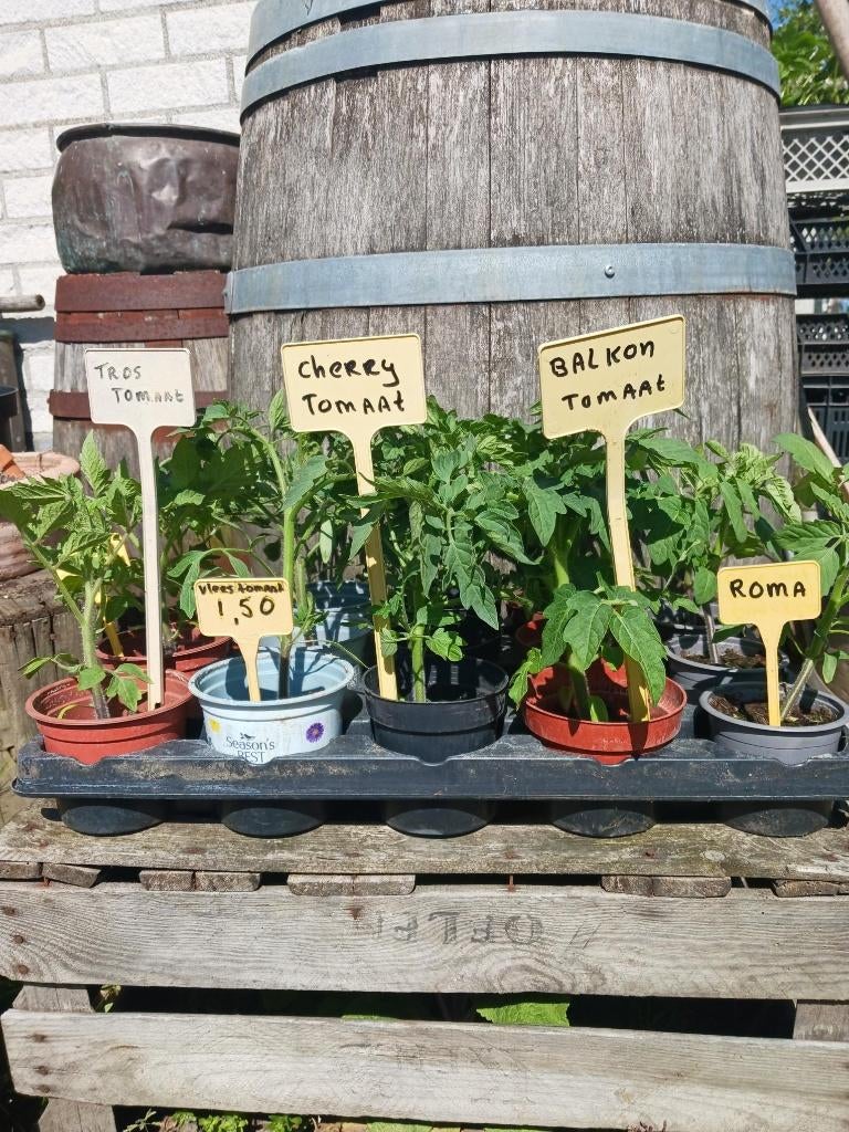 Diverse hele mooie tomaten planten, tomatenplanten, Volle zon, Groenteplanten, Eenjarig, Ophalen of Verzenden