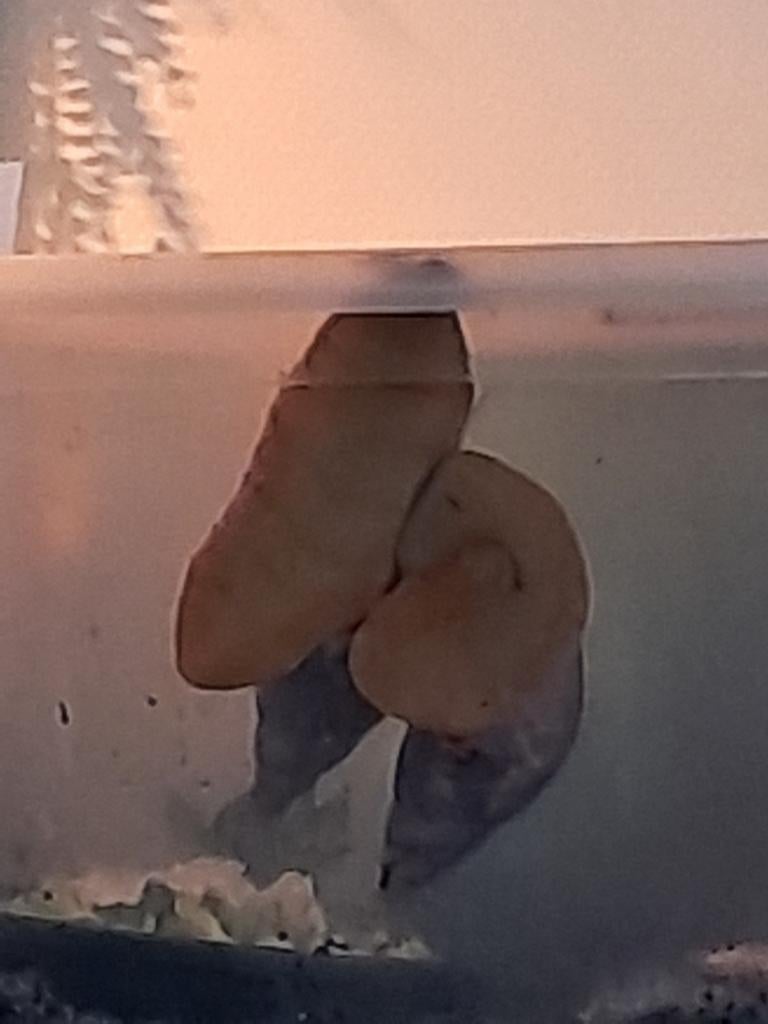 2 reuze slakken gratis afhalen en 3 albino slakken, Dieren en Toebehoren, Ophalen of Verzenden, Overige typen