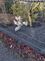 Broedeieren witte leghorn, Geslacht onbekend, Kip
