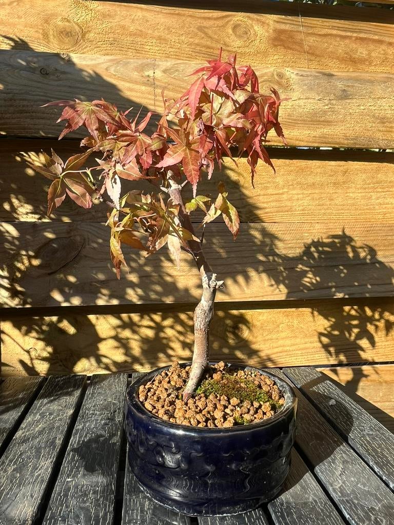Acer palmatum deshojo bonsai 22 cm, Bloeit niet, Halfschaduw, Minder dan 100 cm, Overige soorten
